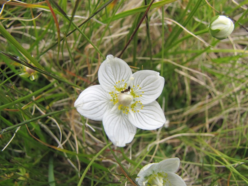Sentieri ferrati, sentieri fioriti: i fiori dell''Albiolo